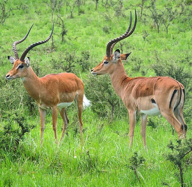 Impalas In Akagera National Park